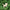 A small cat-shaped soap in a light natural beige color, nestled among dense green evergreen branches.